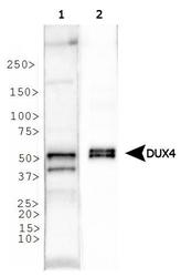 DUX4 Antibody - DUX4 Antibody (P4H2) - Western blot of DUX4 expression in 1) human testis and 2) DUX4 protein lysates.  This image was taken for the unconjugated form of this product. Other forms have not been tested.