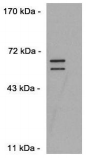 DUX4 Antibody - DUX4 Monoclonal Antibody diluted 1:10,000 on C2C12 cells transfected with pCS2-DUX4. There is a doublet because the expression construct contains an upstream alternate translation start codon. The lower band is the canonical size for DUX4.