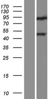 DUX4L4 Protein - Western validation with an anti-DDK antibody * L: Control HEK293 lysate R: Over-expression lysate