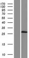 DUXA Protein - Western validation with an anti-DDK antibody * L: Control HEK293 lysate R: Over-expression lysate