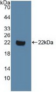 DVL1 / DVL / Dishevelled Antibody - Western Blot; Sample: Recombinant DVL1, Human.
