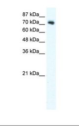 DVL1 / DVL / Dishevelled Antibody - K502 cell lysate. Antibody concentration: 2.5 ug/ml. Gel concentration: 12%.  This image was taken for the unconjugated form of this product. Other forms have not been tested.