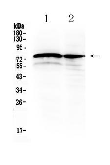 DVL1 / DVL / Dishevelled Antibody - Western blot - Anti-DVL1/Dishevelled 1 Picoband Antibody