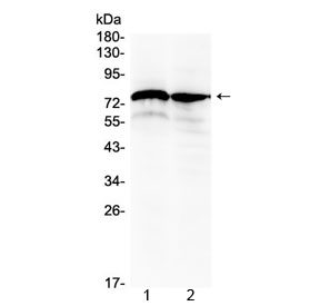 DVL1 / DVL / Dishevelled Antibody - Western blot testing of rat 1) brain and 2) testis lysate with DVL1 antibody at 0.5ug/ml. Predicted molecular weight ~75 kDa.