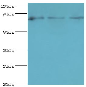 DVL2 / Dishevelled 2 Antibody - Western blot. All lanes: Segment polarity protein dishevelled homolog DVL-2 antibody at 4 ug/ml. Lane 1: mouse thymus tissue. Lane 2: 293T whole cell lysate. Lane 3: MCF-7 whole cell lysate. secondary Goat polyclonal to rabbit at 1:10000 dilution. Predicted band size: 79 kDa. Observed band size: 79 kDa.