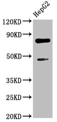 DVL2 / Dishevelled 2 Antibody - Western Blot Positive WB detected in: HepG2 whole cell lysate All lanes: DVL2 antibody at 2.3µg/ml Secondary Goat polyclonal to rabbit IgG at 1/50000 dilution Predicted band size: 79 kDa Observed band size: 79 kDa