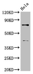 DVL2 / Dishevelled 2 Antibody - Western Blot Positive WB detected in: Hela whole cell lysate All lanes: DVL2 antibody at 2.3µg/ml Secondary Goat polyclonal to rabbit IgG at 1/50000 dilution Predicted band size: 79 kDa Observed band size: 79 kDa