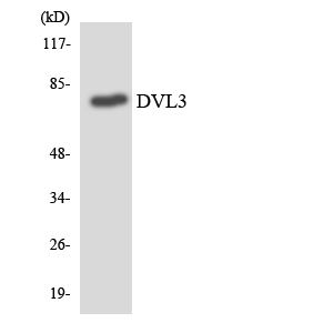 DVL3 / Dishevelled 3 Antibody - Western blot analysis of the lysates from Jurkat cells using DVL3 antibody.