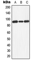 DVL3 / Dishevelled 3 Antibody - Western blot analysis of Dishevelled 3 expression in HEK293T (A); Raw264.7 (B); rat kidney (C) whole cell lysates.