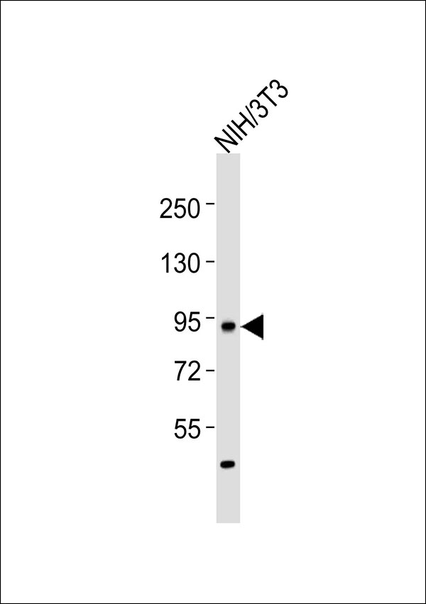 DVL3 / Dishevelled 3 Antibody - Anti-Dishevelled 3 Antibody at 1:1000 dilution + NIH/3T3 whole cell lysates Lysates/proteins at 20 ug per lane. Secondary Goat Anti-Rabbit IgG, (H+L),Peroxidase conjugated at 1/10000 dilution Predicted band size : 78 kDa Blocking/Dilution buffer: 5% NFDM/TBST.