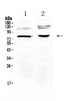 DVL3 / Dishevelled 3 Antibody - Western blot - Anti-Dishevelled 3 Picoband Antibody