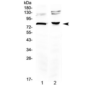 DVL3 / Dishevelled 3 Antibody - Western blot testing of 1) rat brain and 2) mouse brain lysate with DVL3 antibody at 0.5ug/ml. Predicted molecular weight ~78 kDa.