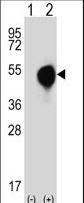 DXO / DOM3Z Antibody - Western blot of DOM3Z (arrow) using rabbit polyclonal DOM3Z Antibody (N-term Y88). 293 cell lysates (2 ug/lane) either nontransfected (Lane 1) or transiently transfected (Lane 2) with the DOM3Z gene.