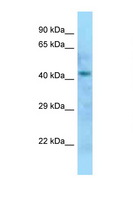 DXO / DOM3Z Antibody - DOM3Z antibody Western blot of Rat Liver lysate. Antibody concentration 1 ug/ml.  This image was taken for the unconjugated form of this product. Other forms have not been tested.