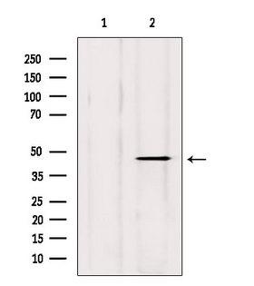 DXO / DOM3Z Antibody - Western blot analysis of extracts of mouse brain tissue using DOM3Z antibody. Lane 1 was treated with the blocking peptide.