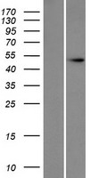 DXO / DOM3Z Protein - Western validation with an anti-DDK antibody * L: Control HEK293 lysate R: Over-expression lysate
