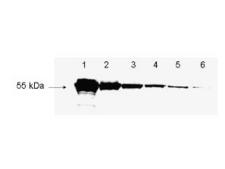 DYKDDDDK Tag Antibody - antibody to detect FLAG™ conjugated proteins is shown to detect as little as 3 ng of amino-terminal FLAG™ tagged recombinant protein by western blot. This antibody was used at a 1:1,000 dilution to detect 3-fold serial dilutions of amino-terminal FLAG™-Bacterial Alkaline Phosphatase (BAP) fusion protein (Sigma P-7582) starting at 1.0 µg of protein as shown in lanes 1-6 respectively. A 4-20% gradient gel was used to separate the protein by SDS-PAGE. The protein was transferred to nitrocellulose using standard methods. After blocking, the membrane was probed with the primary antibody for 1 h at room temperature followed by washes and reaction with a 1:10,000 dilution of IRDye® 800 conjugated Gt-a-Rabbit IgG (H&L) for 30 min at room temperature. LICOR's Odyssey® Infrared Imaging System was used to scan and process the image. Other detection systems will yield similar results.