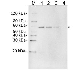 DYKDDDDK Tag Antibody - Sensitivity and specificity of MonoRab?? DYKDDDDK Tag Antibody [Biotin], mAb, Rabbit to N-DYKDDDDK-tag Fusion Protein by Western blot. Loading: Lane 1: N-terminal DYKDDDDK-tagged fusion protein (25 ng) Lane 2: N-terminal DYKDDDDK-tagged fusion protein (10 ng) Lane 3: N-terminal DYKDDDDK-tagged fusion protein (5 ng) Lane 4: N-terminal DYKDDDDK-tagged fusion protein (1 ng) Primary Antibody: MonoRab?? DYKDDDDK Tag Antibody [Biotin], mAb, Rabbit 1 µg/ml Secondary Antibody: Streptavidin-HRP(M00091,15L000972) 0.2 µg/ml