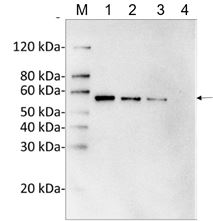 DYKDDDDK Tag Antibody - Sensitivity and specificity of MonoRab?? DYKDDDDK Tag Antibody [Biotin], mAb, Rabbit to C-DYKDDDDK-tag Fusion Protein by Western blot. Loading: Lane 1: C-terminal DYKDDDDK-tagged fusion protein (25 ng) Lane 2: C-terminal DYKDDDDK-tagged fusion protein (10 ng) Lane 3: C-terminal DYKDDDDK-tagged fusion protein (5 ng) Lane 4: C-terminal DYKDDDDK-tagged fusion protein (1 ng) Primary Antibody: MonoRab?? DYKDDDDK Tag Antibody [Biotin], mAb, Rabbit 1 µg/ml Secondary Antibody: Streptavidin-HRP(M00091,15L000972) 0.2 µg/ml
