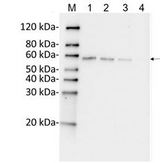 DYKDDDDK Tag Antibody - Sensitivity and specificity of MonoRab?? DYKDDDDK Tag Antibody [HRP], mAb, Rabbit to N-DYKDDDDK-tag Fusion Protein by Western blot. Loading: Lane 1: N-terminal DYKDDDDK-tagged fusion protein (25 ng) Lane 2: N-terminal DYKDDDDK-tagged fusion protein (10 ng) Lane 3: N-terminal DYKDDDDK-tagged fusion protein (5 ng) Lane 4: N-terminal DYKDDDDK-tagged fusion protein (1 ng) Primary Antibody: MonoRab?? DYKDDDDK Tag Antibody [HRP], mAb, Rabbit 1 µg/ml