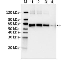 DYKDDDDK Tag Antibody - Sensitivity and specificity of MonoRab?? DYKDDDDK Tag Antibody [HRP], mAb, Rabbit to C-DYKDDDDK-tag Fusion Protein by Western blot. Loading: Lane 1: C-terminal DYKDDDDK-tagged fusion protein (25 ng) Lane 2: C-terminal DYKDDDDK-tagged fusion protein (10 ng) Lane 3: C-terminal DYKDDDDK-tagged fusion protein (5 ng) Lane 4: C-terminal DYKDDDDK-tagged fusion protein (1 ng) Primary Antibody: MonoRab?? DYKDDDDK Tag Antibody [HRP], mAb, Rabbit 1 µg/ml