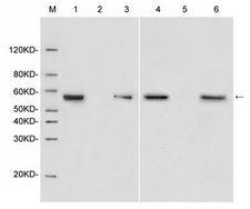 DYKDDDDK Tag Antibody - Western blot analysis of immunoprecipitation from cell lysates containing DYKDDDDK fusion protein by using MonoRab?? DYKDDDDK Tag Antibody, mAb, Rabbit. Loading: Lane 1: MonoRabTM DYKDDDDK antibody (4 µg) + Hela cell lysate containing N-terminal DYKDDDDK tagged fusion protein Lane 2: Rabbit IgG (4 µg)++ Hela cell lysate containing N-terminal DYKDDDDK tagged fusion protein Lane 3: N-terminal DYKDDDDK tagged fusion protein (Input) Lane 4: MonoRabTM DYKDDDDK antibody (4 µg) + Hela cell lysate containing C-terminal DYKDDDDK tagged fusion protein Lane 5: Rabbit IgG (4 µg)++ Hela cell lysate containing C-terminal DYKDDDDK tagged fusion protein Lane 6: C-terminal DYKDDDDK tagged fusion protein (Input) Primary Antibody: MonoRab?? DYKDDDDK Tag Antibody, mAb, Rabbit 0.2 µg/ml Secondary Antibody: Goat anti-Rabbit IgG (H&L) [IRDye800] (Licor, 926-32211)