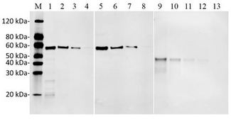 DYKDDDDK Tag Antibody - Sensitivity and specificity of MonoRab?? DYKDDDDK Tag Antibody, mAb, Rabbit to DYKDDDDK-tag Fusion Protein by Western blot. Loading: Lane 1: N-terminal DYKDDDDK-tagged fusion protein (25 ng) Lane 2: N-terminal DYKDDDDK-tagged fusion protein (10 ng) Lane 3: N-terminal DYKDDDDK-tagged fusion protein (5 ng) Lane 4: N-terminal DYKDDDDK-tagged fusion protein (1 ng) Lane 5: C-terminal DYKDDDDK-tagged fusion protein (25 ng) Lane 6: C-terminal DYKDDDDK-tagged fusion protein (10 ng) Lane 7: C-terminal DYKDDDDK-tagged fusion protein Lane 8: C-terminal DYKDDDDK-tagged fusion protein (1 ng) Lane 9: Internal positions DYKDDDDK-tagged fusion protein (50 ng) (25 ng) Lane 11: Internal positions DYKDDDDK-tagged fusion protein (10 ng) Lane 12: Internal positions DYKDDDDK-tagged fusion protein (5 ng) Lane 13: Internal positions DYKDDDDK-tagged fusion protein (1 ng) Primary Antibody: MonoRab?? DYKDDDDK Tag Antibody, mAb, Rabbit 0.2 µg/ml Secondary Antibody: Goat anti-Rabbit IgG (H&L) [IRDye800] (Licor,926-32211) (Licor,926-32211)