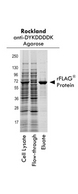 DYKDDDDK Tag Antibody - FLAG-Agarose Conjugated - SDS-PAGE. Recombinant FLAG-tagged protein was over-expressed and prepared as a crude E. coli lysate. Approximately 500 ul of the lysate was incubated as slurry with 100 ul of anti-DYKDDDK affinity agarose resin for 1 hour at ambient temperature. The slurry was centrifuged and the flow-through was collected and analyzed by SDS-PAGE. The resin was washed with PBS, 3 x 500 ul. The bound material was then eluted using 0.1 M glycine pH 2.5 and neutralized in 1 M TRIS and also analyzed by SDS-PAGE. Lane 1 shows the crude lysate containing over-expressed DYKDDDK-tagged recombinant protein (approximately 70 kD). Lane 2 shows the unbound flow-through of consisting of endogenous E. coli proteins. Lane 3 shows a prominent band at 70 kD corresponding to enriched recombinant protein.