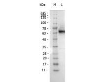 DYKDDDDK Tag Antibody - Western Blot of Mouse antibody for the detection of FLAG™ conjugated proteins Monoclonal Antibody Peroxidase Conjugated. Lane 1: FLAG™ Positive Control Lysates. Load: 10 µg per lane. Primary antibody: FLAG™ Monoclonal Antibody Peroxidase Conjugated at 1:1,000 for overnight at 4°C. Secondary antibody: none.