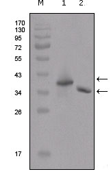 DYKDDDDK Tag Antibody - Western blot using Flag mouse monoclonal antibody against two different fusion protein (1), (2) with flag tag.