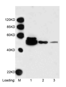 DYKDDDDK Tag Antibody - Loading: N-terminal DYKDDDDK-fusion protein (400 ng, 100 ng, 25 ng). Primary antibody: 1 ug/ml Mouse Anti-DYKDDDDK-tag Monoclonal Antibody (Biotin). Secondary antibody: Streptavidin-HRP conjugate (1: 5000). This image was taken for the unconjugated form of this product. Other forms have not been tested.