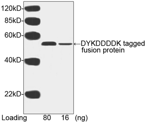 DYKDDDDK Tag Antibody - Western blot of DYKDDDDK-tagged protein using DYKDDDDK Tag Antibody [HRP], mAb, Mouse (1 ug/ml). . Predicted Size: 52 kD. Observed Size: 52 kD. This image was taken for the unconjugated form of this product. Other forms have not been tested.