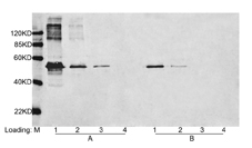 DYKDDDDK Tag Antibody - Loading: Lane 1-3 Multiple Tag (Purified) (400 ng, 80 ng,16 ng). Lane 4. 293 cell lysate 10 ul. Primary antibody: A. 1 ug/ml THETM Mouse Anti-DYKDDDDK-tag Monoclonal Antibody). B. 1 ug/ml Mouse Anti-DYKDDDDK-tag Monoclonal Antibody (Company S, clone M2). Secondary antibody: IRDyeTM800 Conjugated affinity Purified Goat Anti-Mouse IgG (ROCKLAND, 1: 10000,610-132-121).