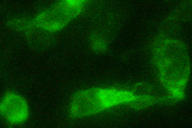 DYKDDDDK Tag Antibody - 293 cells transfected with C-terminal DYKDDDDK tag protein. Primary antibody: 1 ?g/ml THETM Anti-DYKDDDDK-tag Monoclonal Antibody (Mouse). Secondary antibody: 2 ?g/ml Fluorescein Conjugated Affinity Purified Anti-Mouse IgG (Rockland, 610-102-121).