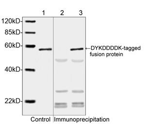 DYKDDDDK Tag Antibody - Western blot of E. coli lysate containing DYKDDDDK-tagged fusion protein and its immunoprecipitates. 1: E. coli lysate containing DYKDDDDK-tagged fusion protein. 2: Immunoprecipitates of free E. coli lysate incubated with DYKDDDDK Tag Antibody, mAb, Mouse (2 ug/ml) and Protein A. 3: Immunoprecipitates of E. coli lysate containing DYKDDDDK-tagged fusion protein incubated with DYKDDDDK Tag Antibody, mAb, Mouse (2 ug/ml) and Protein A.