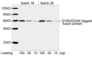 DYKDDDDK Tag Antibody - Consistency analysis of Batch 1# and 2# of THETM DYKDDDDK Tag Antibody, mAb, Mouse (1 ug/ml) by Western blot, showing that signal remains consistent from Lot to Lot. The assay was performed with DYKDDDDK-tagged fusion protein. The signal was developed with IRDye 800 Conjugated Goat Anti-Mouse IgG.