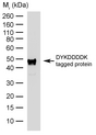 DYKDDDDK Tag Antibody - DYKDDDDK tagged protein probed with Rat anti-DYKDDDDK tag:HRP This image was taken for the unconjugated form of this product. Other forms have not been tested.