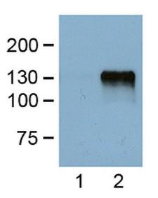 DYKDDDDK Tag Antibody - Western Blot of FLAG antibody. 1:1000 (1 ug/ml) antibody dilution probed against HEK 293 cells transfected with DYKDDDDK-tagged protein vector; unstranfected (1) and transfected (2).
