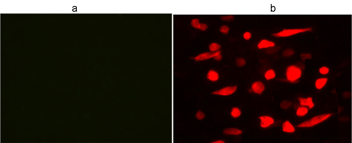 DYKDDDDK Tag Antibody - Immunocytochemistry/Immunofluorescence analysis of non-transfected CHO cells (a) or Flag-tagged protein transfected CHO cells (b) using THE TM DYKDDDDK Tag Antibody [iFluor 555], mAb, Mouse.