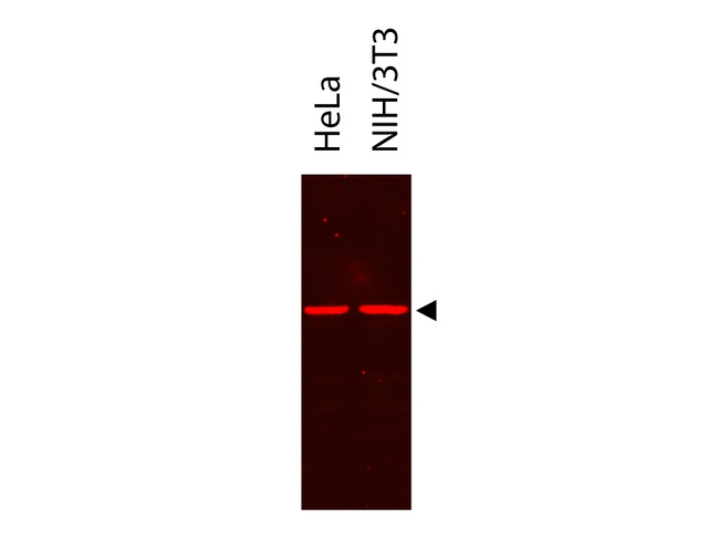 DYKDDDDK Tag Antibody - IR700DX - Western Blot. Western Blot showing detection of alpha tubulin from HeLa and NIH/3T3. Protein was run on a 4-20% gel, transferred to 0.45 micron nitrocellulose. After blocking with 1% BSA-TTBS (MB-013, diluted to 1X) 30 min at 20C, primary antibody was used at 1:2500 overnight at 4C. IRDye700DX secondary antibody was used at 1:20000 in Blocking Buffer for Fluorescent Western Blot (p/n MB-070) and imaged on the LiCor Odyssey imaging system. Arrow indicates correct 50 kD molecular weight position expected for alpha tubulin. This image was taken for the unconjugated form of this product. Other forms have not been tested.