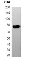 DYKDDDDK Tag Antibody - Western blot analysis of over-expressed FLAG-tagged protein in 293T cell lysate. This image was taken for the unconjugated form of this product. Other forms have not been tested.