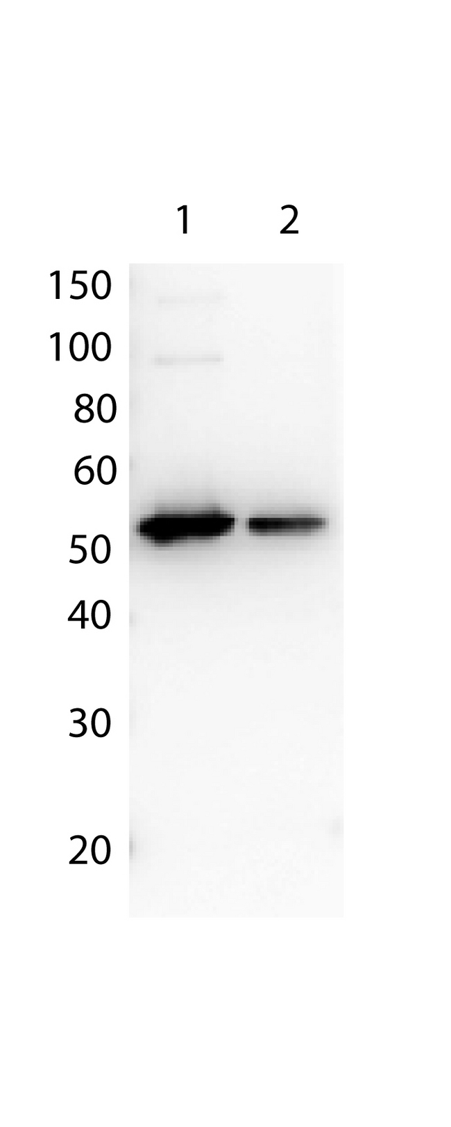 DYKDDDDK Tag Antibody - Antibody for the detection of FLAG conjugated proteins - Western Blot. Affinity Purified Antibody to detect FLAG conjugated proteins detects both C terminal linked and N terminal linked FLAG tagged recombinant proteins by western blot. This antibody was used at a dilution of 1:2500 to detect 1.0 ug of recombinant protein containing either the FLAG epitope tag linked at the carboxy (C) or the amino (N) terminus of the recombinant protein. A 4-20% gradient gel was used to resolve the protein by SDS-PAGE. The protein was transferred to nitrocellulose using standard methods. After blocking, the membrane was probed with the primary antibody for 1 h at room temperature followed by washes and reaction with a 1:10000 dilution of IRDye 800 conjugated Gt-a-Rabbit IgG (H&L) MX10 (code for 30 min at room temperature. LICORs Odyssey Infrared Imaging System was used to scan and process the image. Other detection systems will yield similar results.