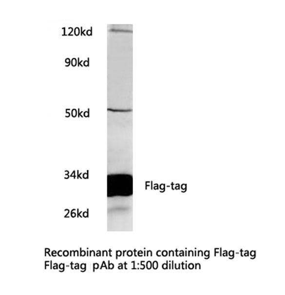 DYKDDDDK Tag Antibody - Western blot of flag-tag pAb in extracts from HEK293A cells,transfected with flag-tag vector.