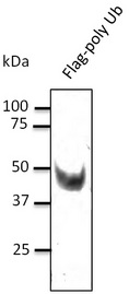 DYKDDDDK Tag Antibody - Western blot. Anti-DYKDDDDK antibody at 1:1000 dilution. 293 cells transfected with Flag-poly Ub. Lysate at 100 ug per lane. Rabbit polyclonal to goat IgG (HRP) at 1:10000 dilution.