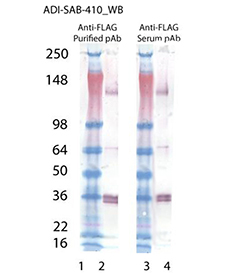 DYKDDDDK Tag Antibody - Western blot of anti-FLAG polyclonal antibody: Lane 1: MW marker, Lane 2: SuperFasLigand alpha (soluble) (human), (recombinant), Lane 3: MW marker, Lane 4: SuperFasLigand alpha (soluble) (human), (recombinant).