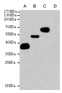DYKDDDDK Tag Antibody - Western blot analysis of extracts from CHO-K1 cells (D) or CHO-K1 cells transfected with different FLAG-fusion proteins (A, B, C), using DYKDDDDK-Tag mouse monoclonal antibody (1:1000 dilution).