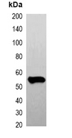 DYKDDDDK Tag Antibody - Western blot analysis of over-expressed FLAG-tagged protein in 293T cell lysate.