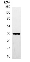 DYKDDDDK Tag Antibody - Immunoprecipitation of FLAG-tagged protein from HEK293T cells transfected with vector overexpressing Flag tag; using Anti-FLAG-tag Antibody.