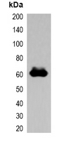 DYKDDDDK Tag Antibody - Western blot analysis of over-expressed FLAG-tagged protein in 293T cell lysate.