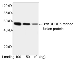 DYKDDDDK Tag Antibody - Western blot of DYKDDDDK-tagged fusion protein using DYKDDDDK-tag Antibody, pAb, Rabbit (DYKDDDDK-tag Antibody, pAb, Rabbit, 1 ug/ml) The signal was developed with Goat Anti-Rabbit IgG (H&L) [HRP] Polyclonal Antibody and LumiSensor HRP Substrate Kit Predicted Size: 49 kD Observed Size: 49 kD